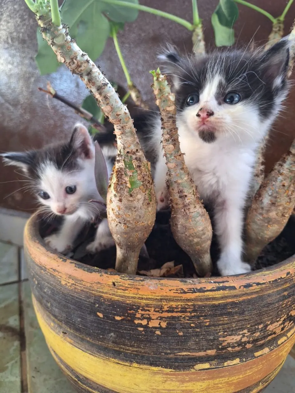 Gatinhos para adoção