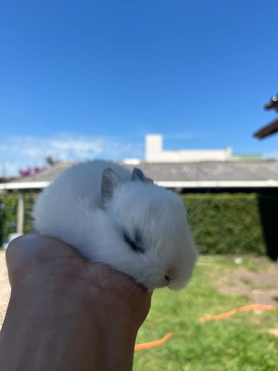 Filhote coelho - Foto 4