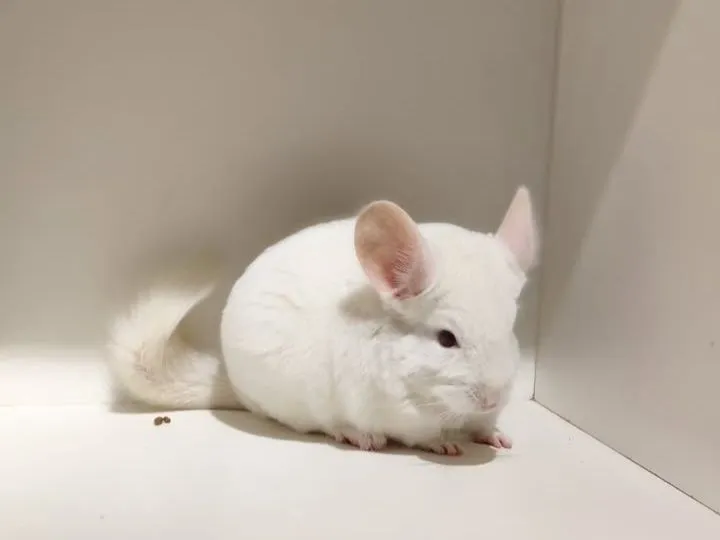 Chinchila white Albina