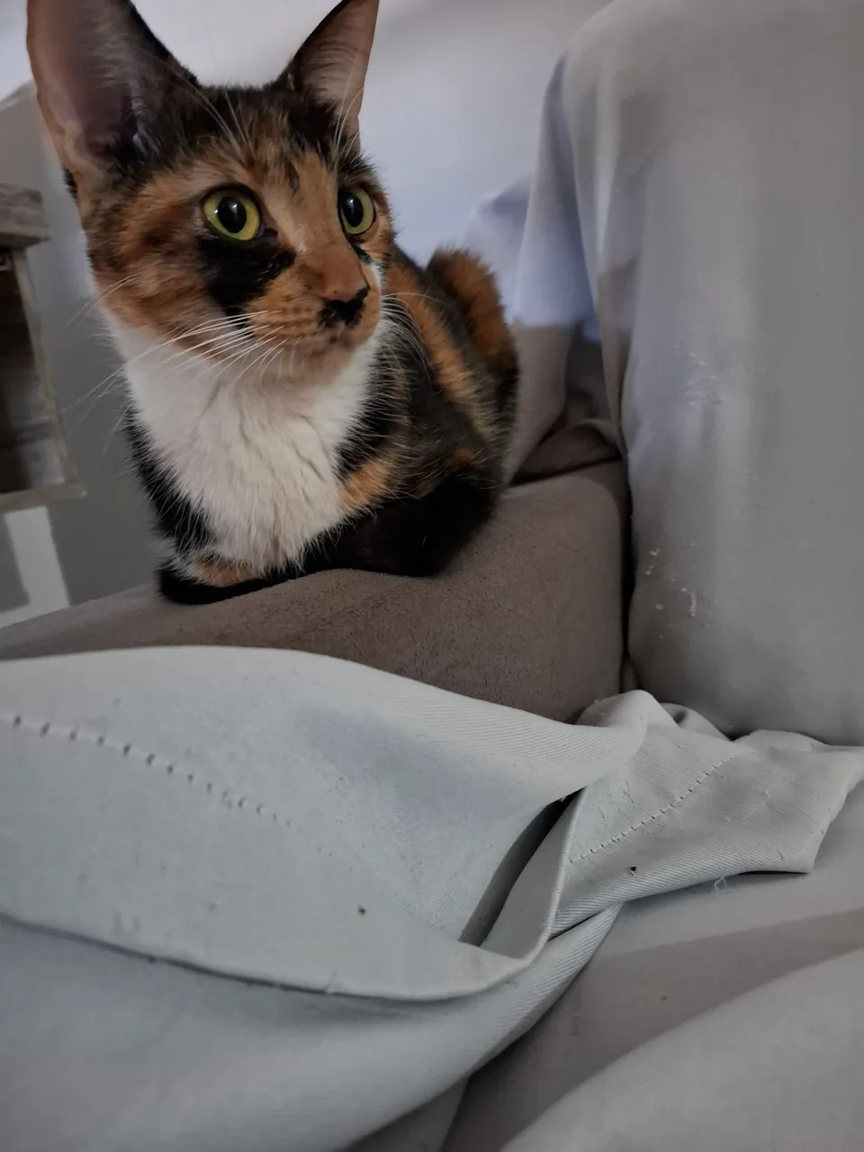 Doação de gata femea
