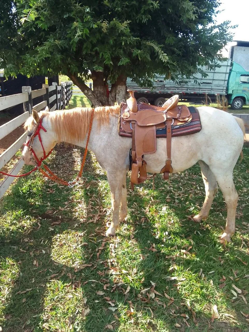 Égua  meio sangue QM   - Foto 2