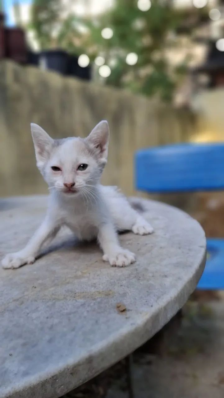 Gatinha para doação 64298692522370120