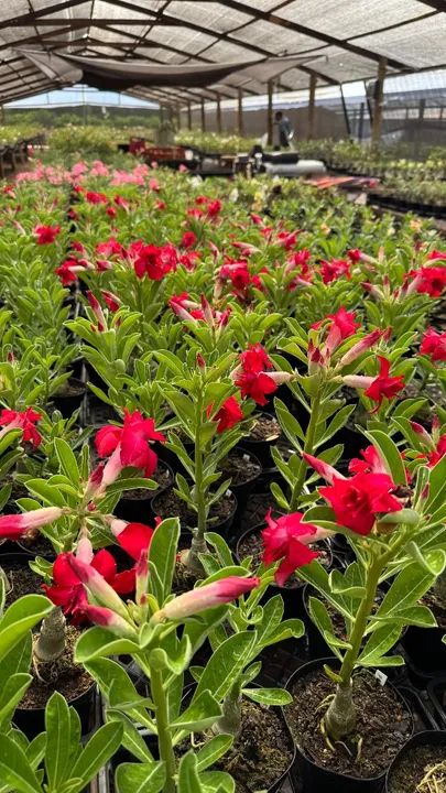 Rosas do Deserto - Foto 5