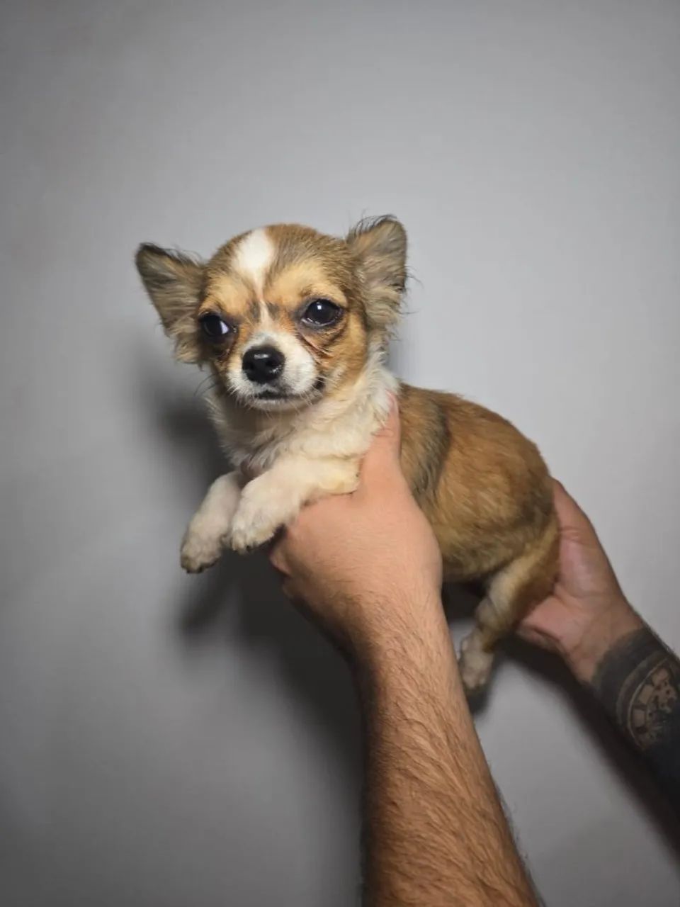 Um amiguinho leal para todas as horas