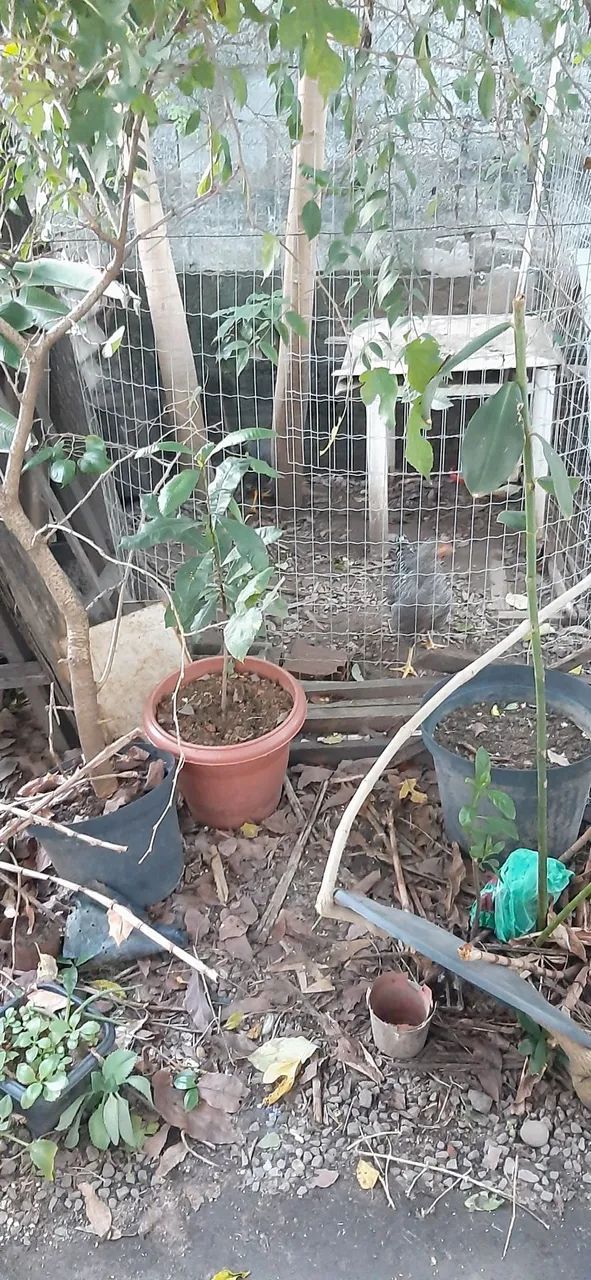 Galinheiro com um galo duas galinhas e gaiolas - Foto 3