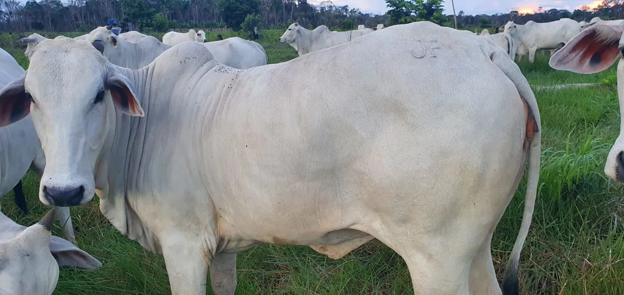 Novilhas nelore a venda