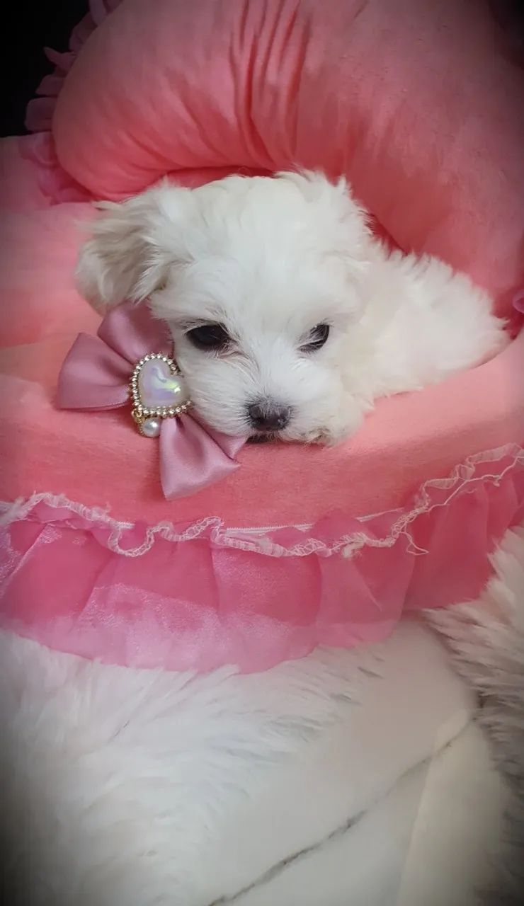 Cãozinho fofurinhos babes  para sua Família Maltes 