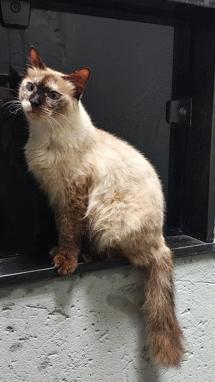 Gata Siamês para Adoção - Foto 3