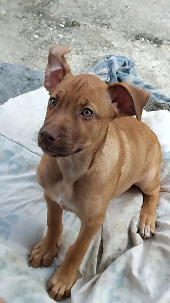 Filhote de Pitbull