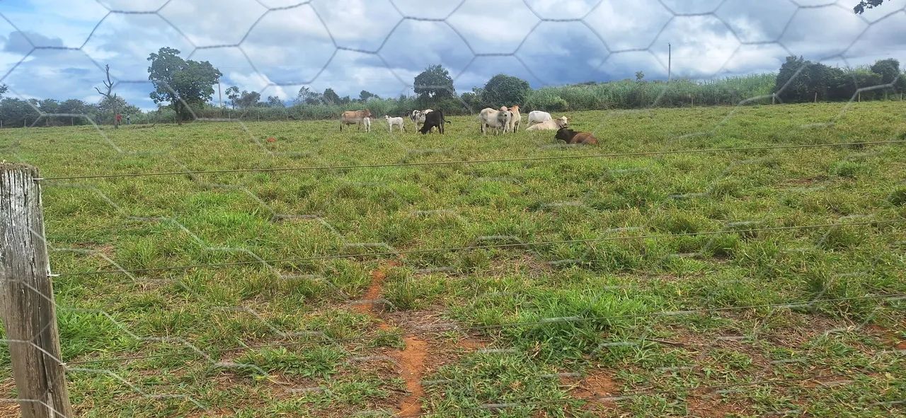 Chácara maravilhosa no Rajadinha-DF. PERTINHO DO ASFALTO . - Foto 3