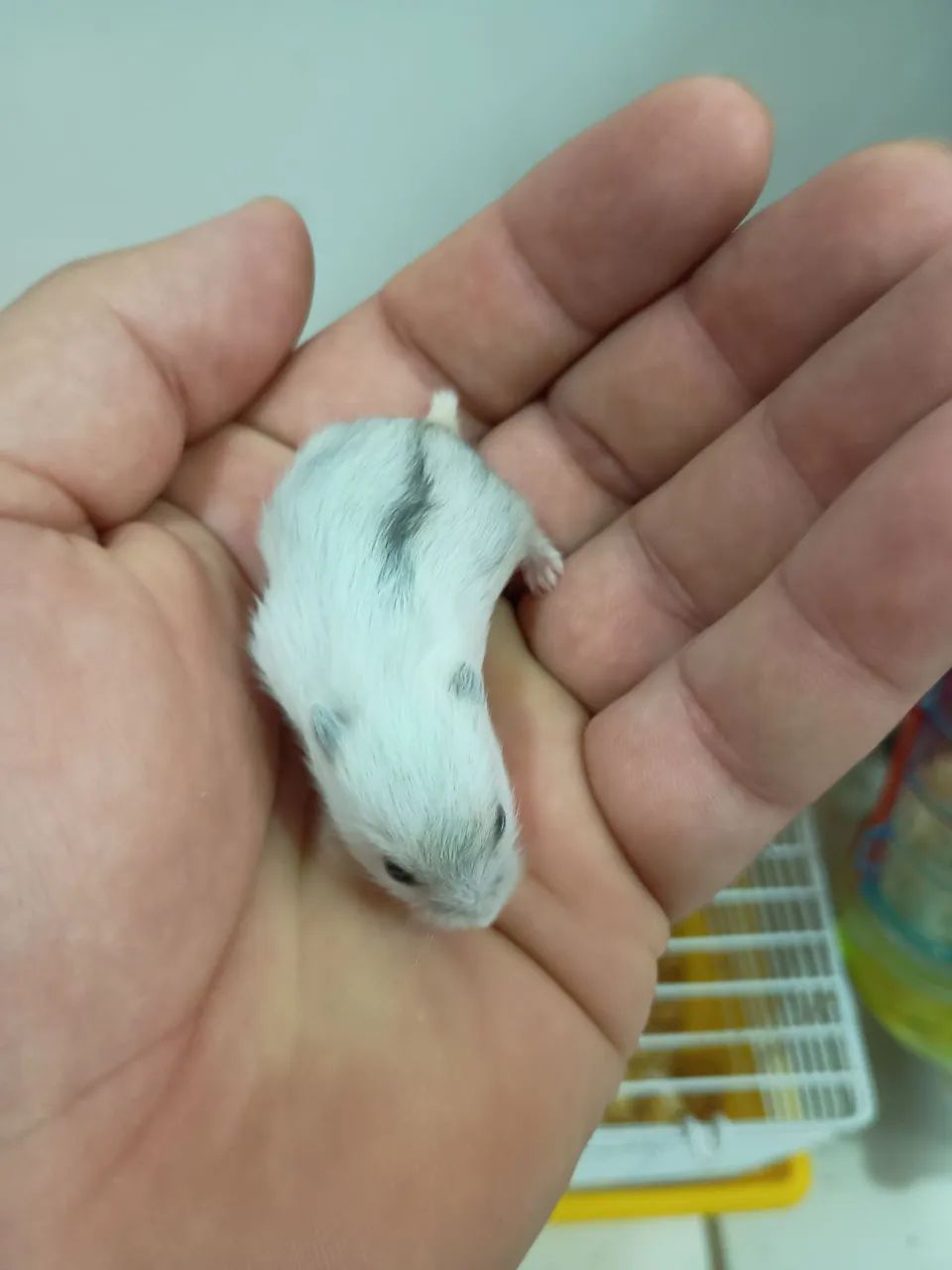 Hamster anão russo 64276694048003120