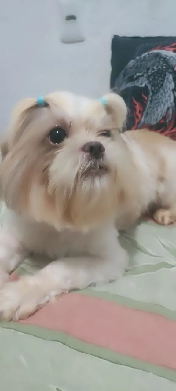 Vende se shitzu macho 