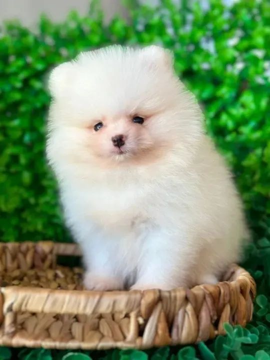 Spitz Alemão Branco com garantias especiais 