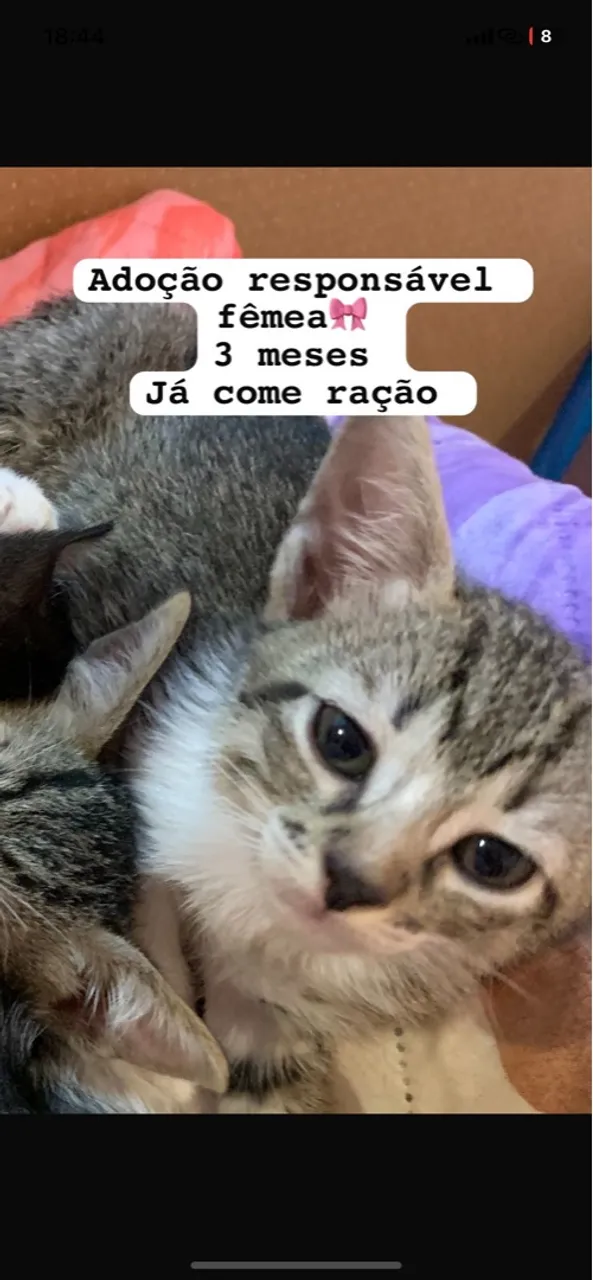 Gatinha fêmea para adoção responsável