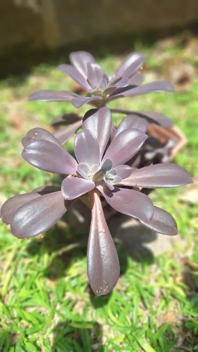 Suculenta Echeveria Gibbiflora Hibrida Roxa
