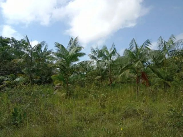 Terreno na Estrada de Mosqueiro - Foto 4
