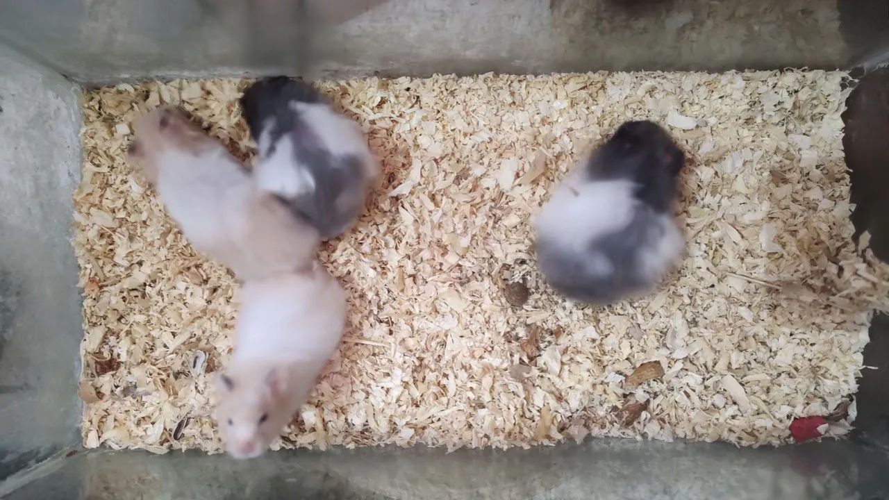 Hamster Sírio  - Foto 6