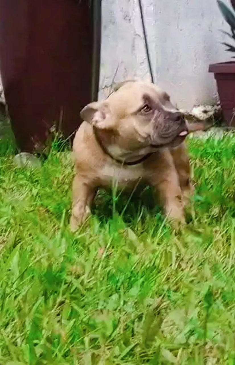 AMERICAN BULLY FÊMEA MICRO COM PEDIGREE ( FILHOTE )