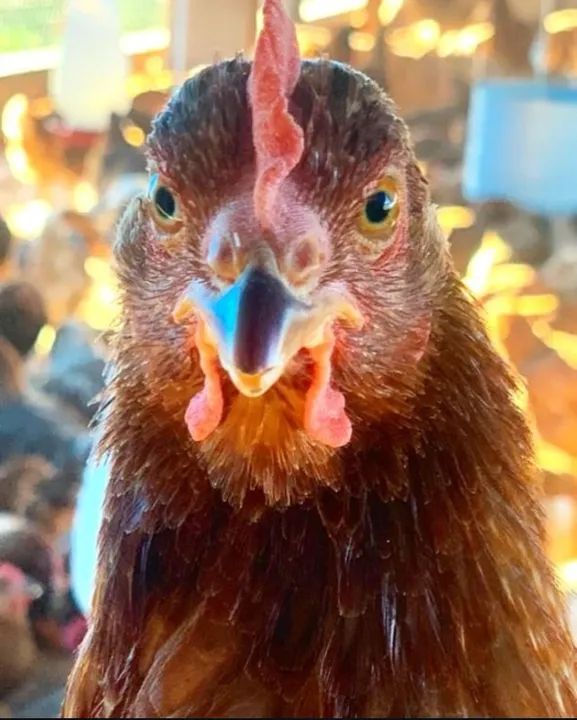 ovos orgânico - Foto 2