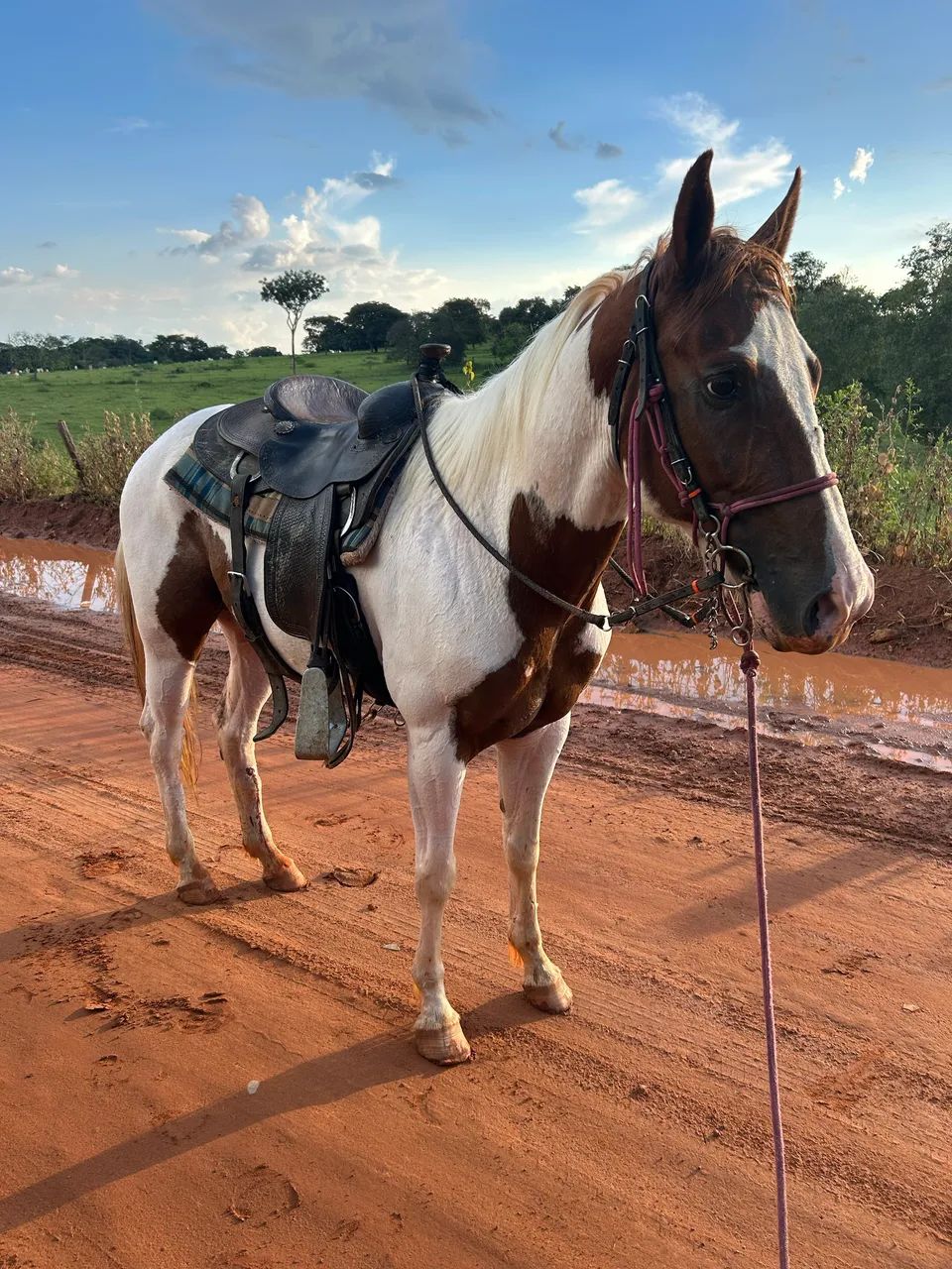 Cavalo Quarto de milha 