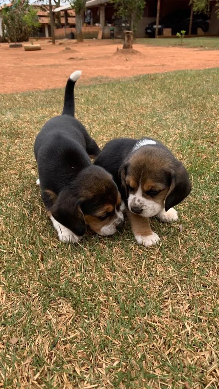 Filhotes de Beagle13 Pol com vacina