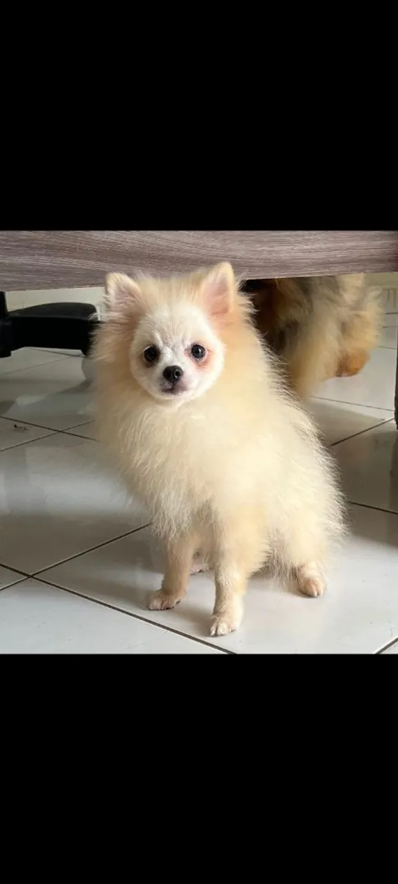 Filhote de Spitz Alemão disponível para venda