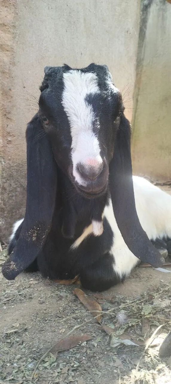 CABRITO com pelagem preta e branca