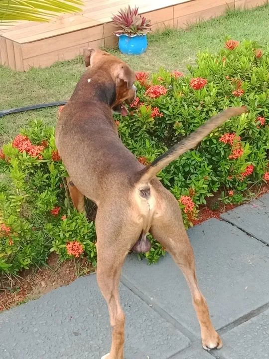 Pitbull american terrier para cobertura - Foto 3