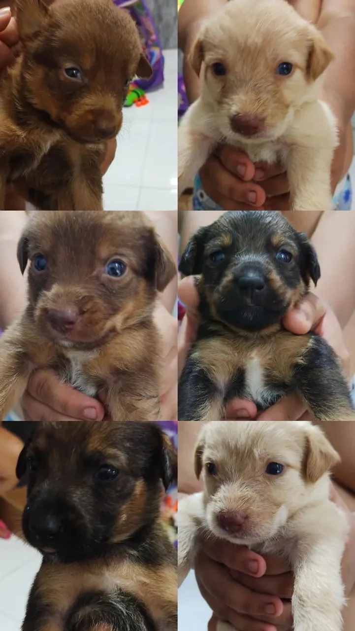 Filhotes de cães adoráveis para adoção