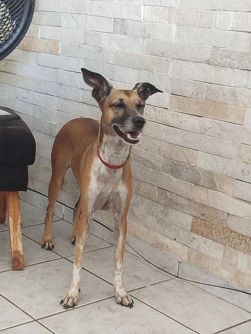 Doação de Cachorrinha - Foto 3