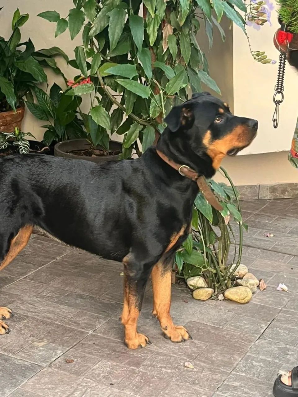 Doa-se uma linda rottweiler  - Foto 2