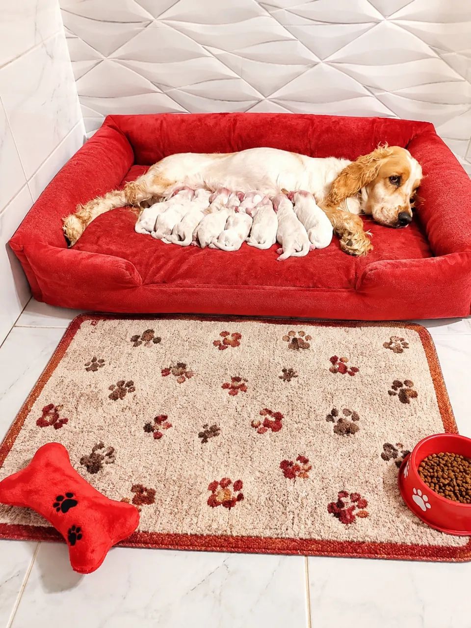 Coker spaniel verdadeiros ursinhos com 3 dias vida - Foto 4