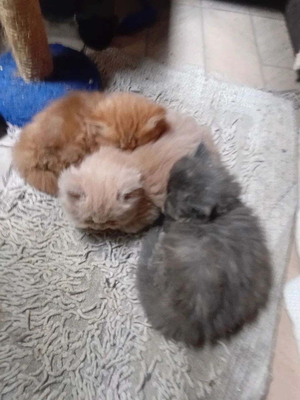 Gatinho Persa  - Foto 2