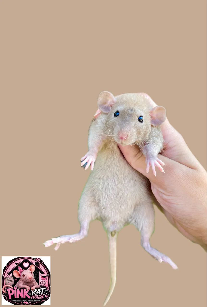 Rato de laboratório 