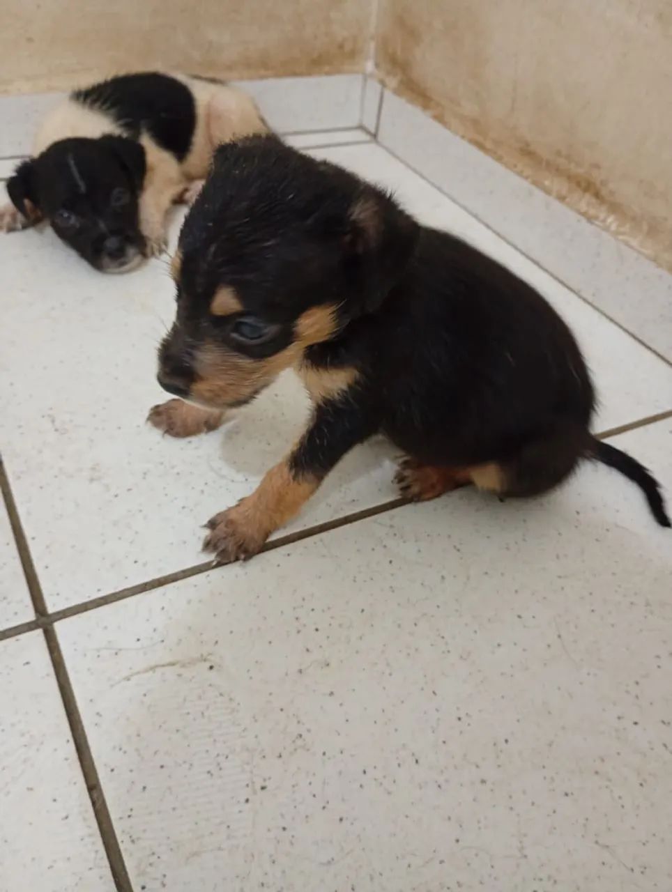 Filhotes para doação  - Foto 3