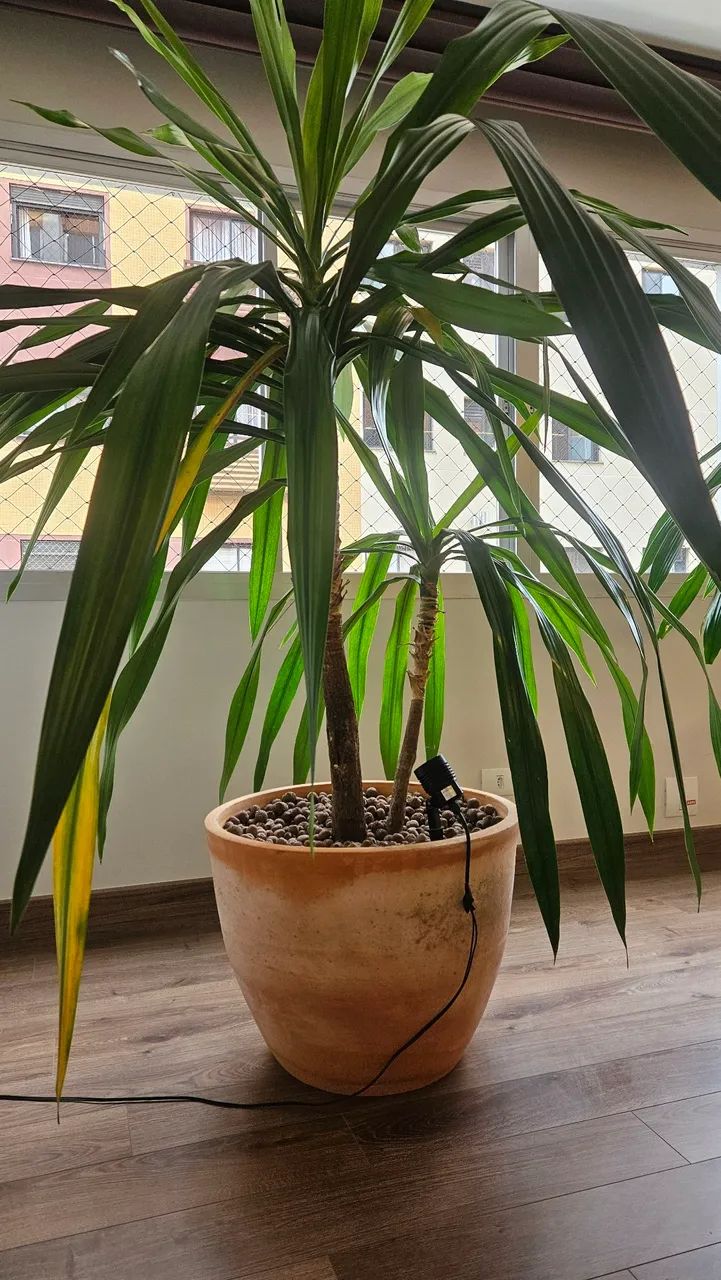 Vaso de Barro grande com planta