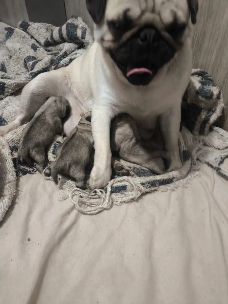 Filhotes de pug - Foto 2