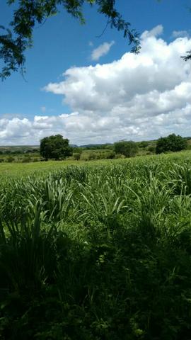 Fazenda em Ribeira do Pombal - Foto 4