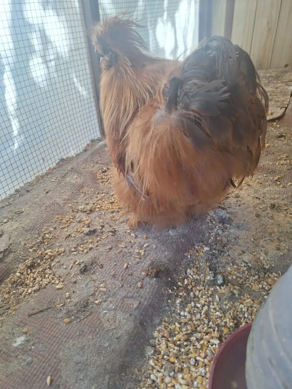 Galinhos sedosos,  pet - Foto 2