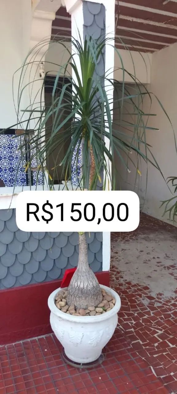 Plantas ?