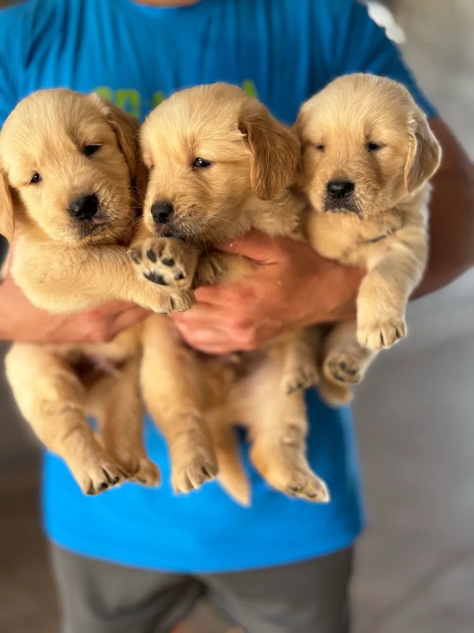 Golden Retriever  - Foto 3