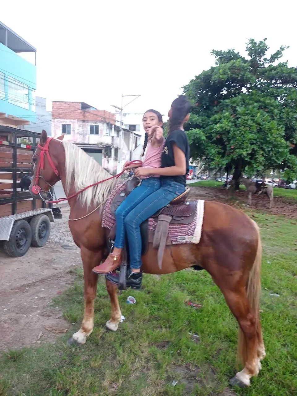 Cavalo QM 