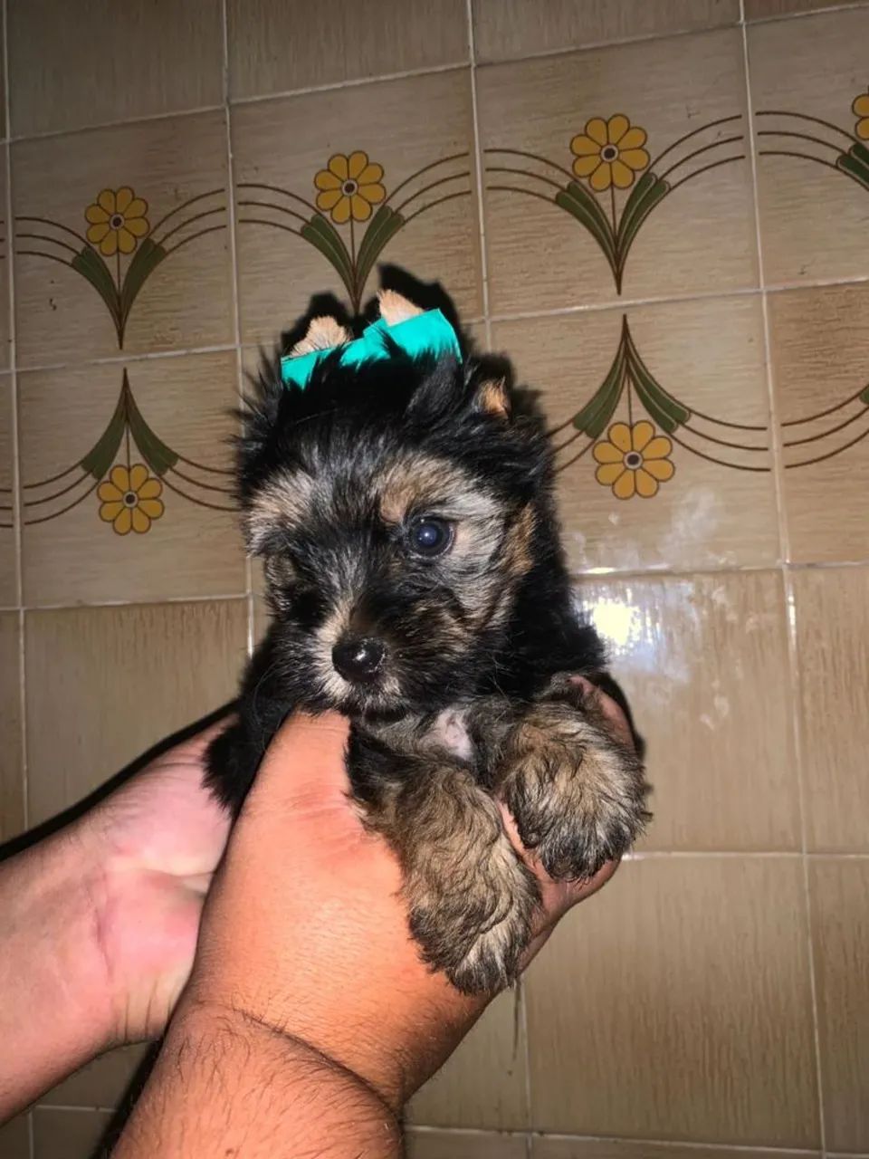 Yorkshire fêmea  - Foto 2