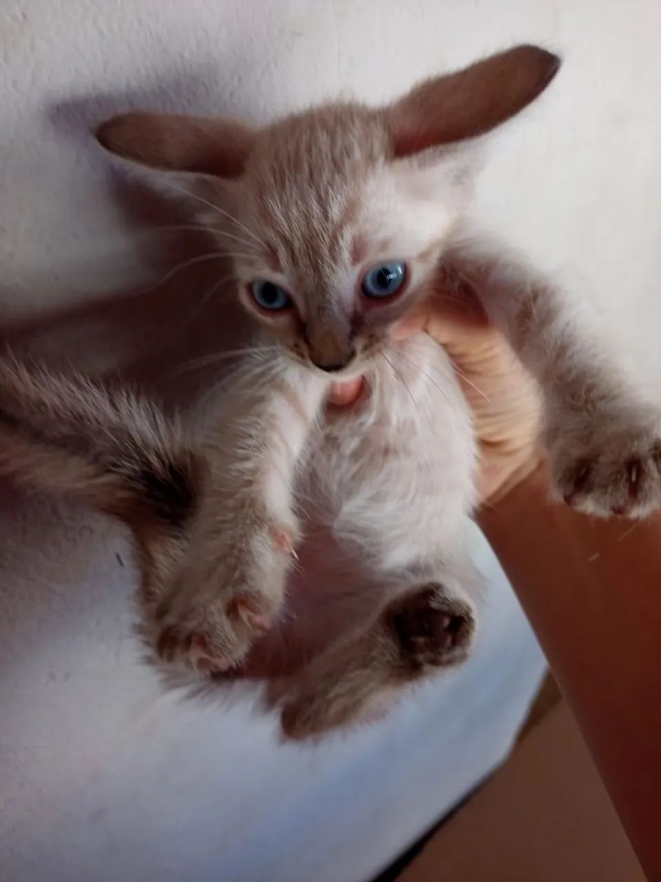 Gatos - Foto 5