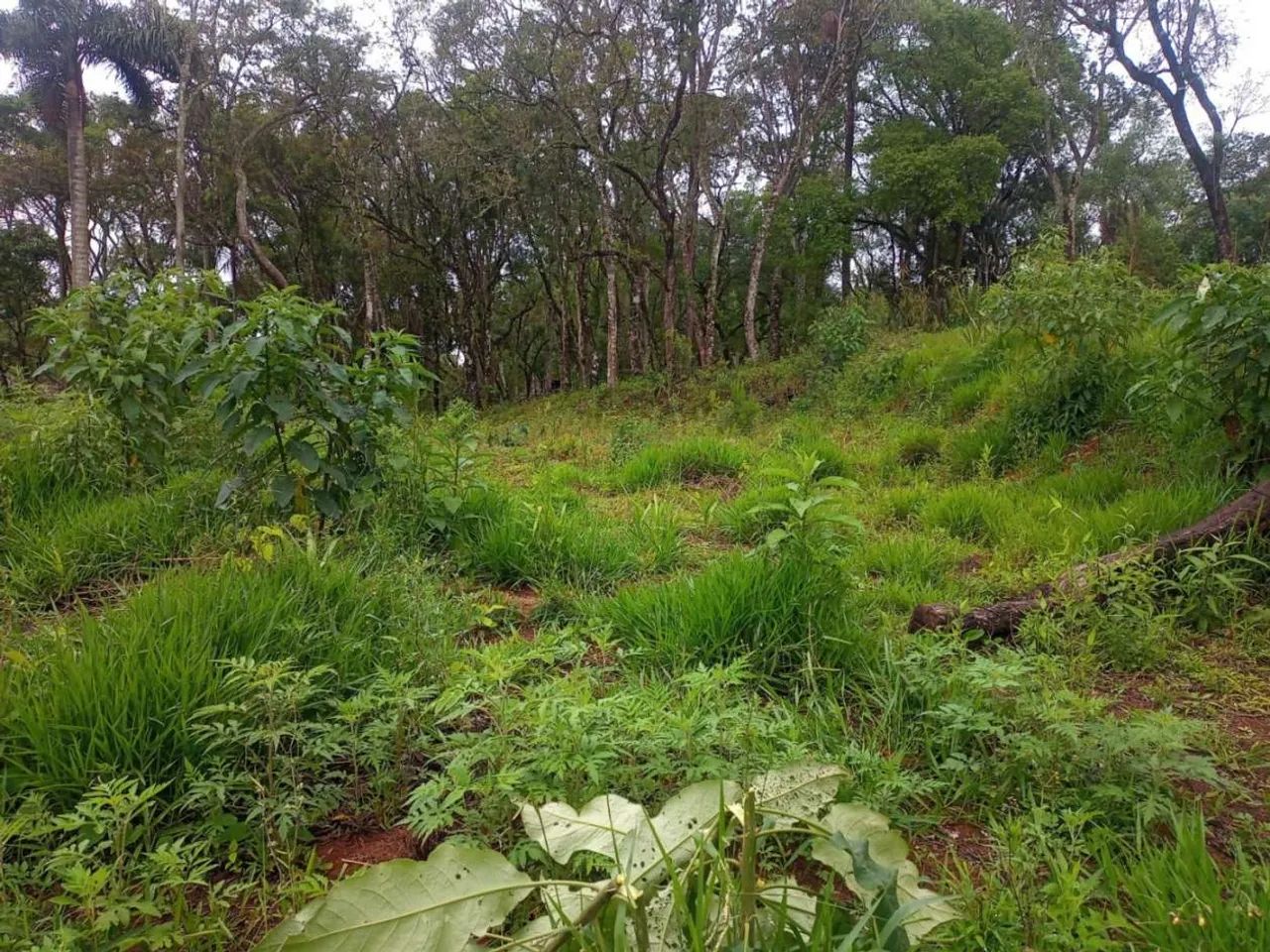 Terreno para Venda em Ibiúna, Sorocamirim - Foto 3