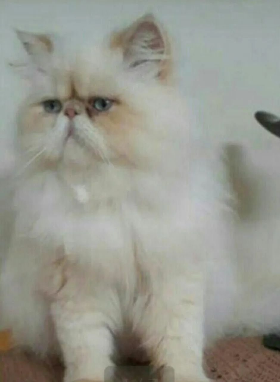 Gata, persa de olhos azuis ( Ler o anúncio) 