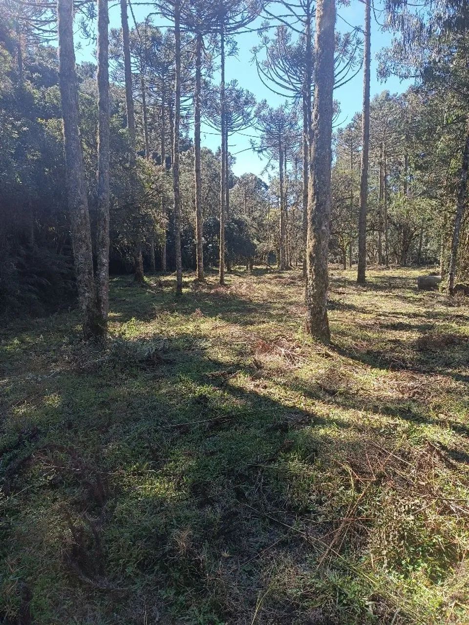 Terreno Urubici  - Foto 4