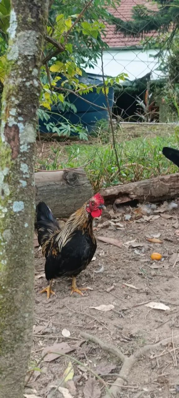 Vendo mini galo garnisé  - Foto 3