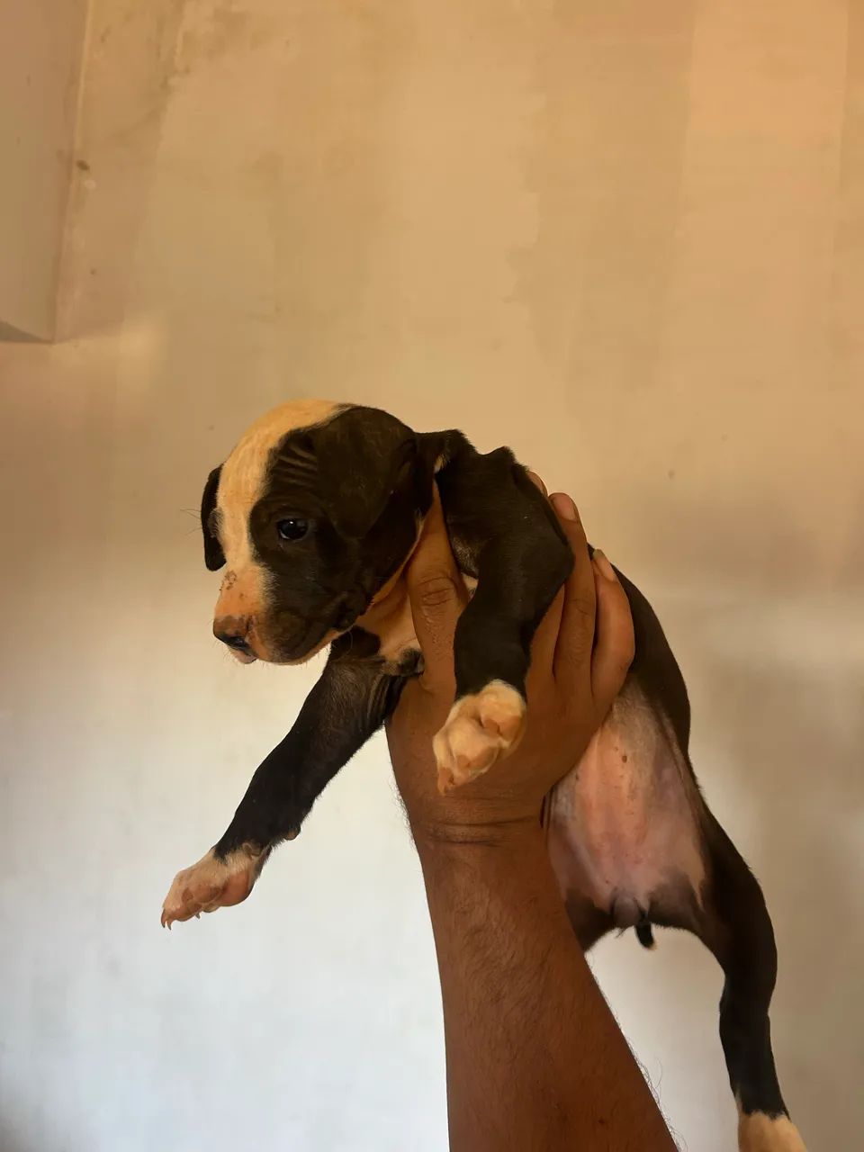 Pit Bull  - Foto 4