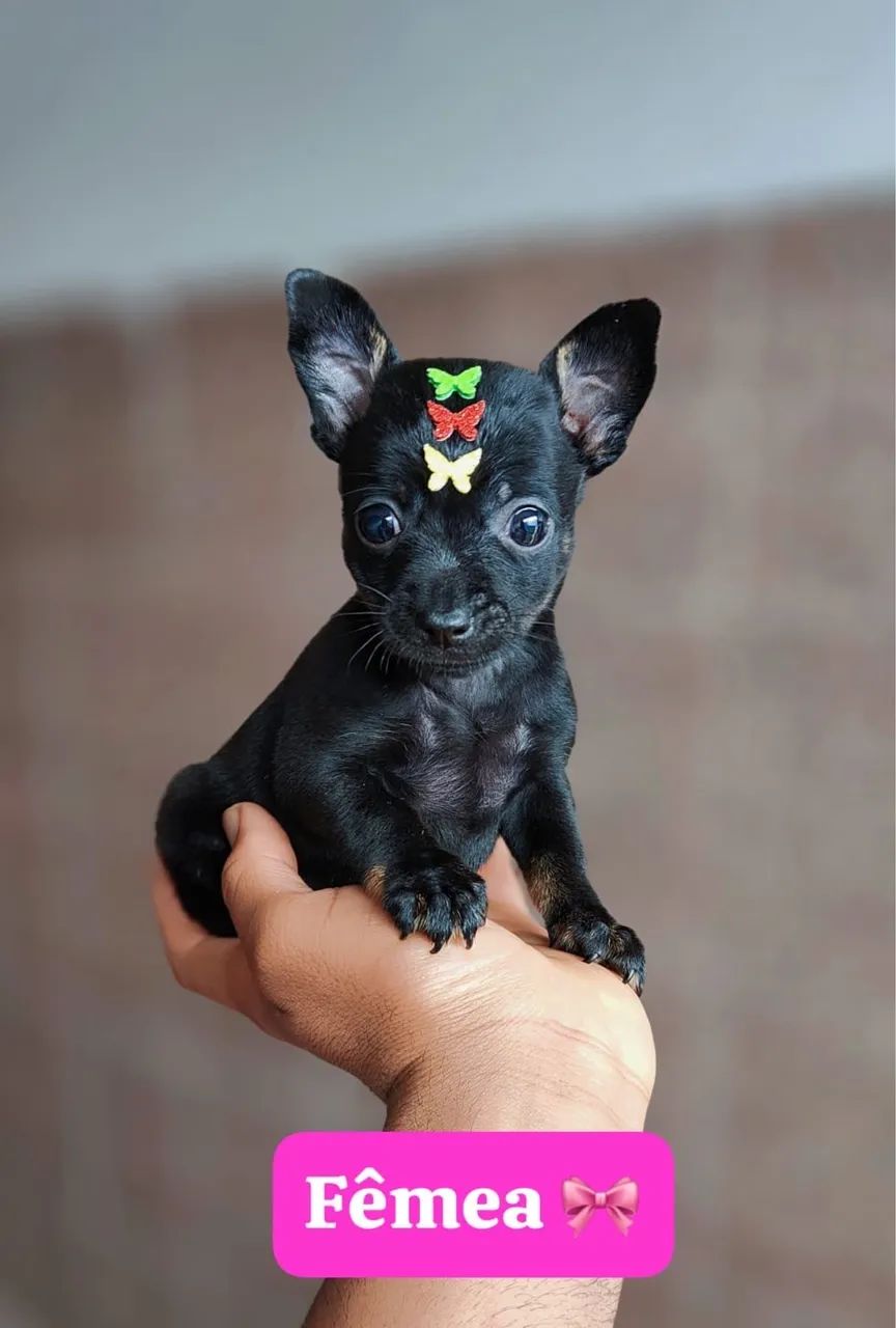 Pinscher vermifugado com 60 dias 